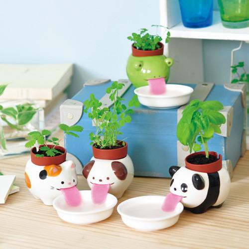 Plant Growing Kits SEISHIN - Peropon