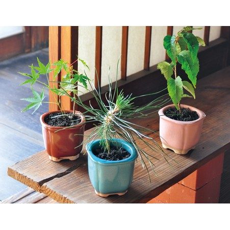 Plant Growing Kits SEISHIN - Wagokoro Bonsai Saibai Growing Kit