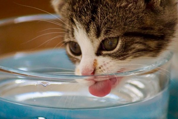 cat drinking water homemade catnip soup