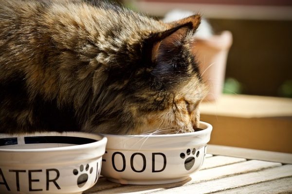 cat eating from food bowl homemade cat food recipe beef and vegetable soup