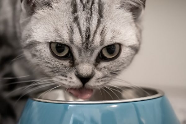 homemade cat food chicken feet broth kitten eating from bowl