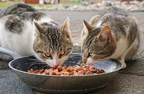 homemade cat food recipe raw chicken liver salmon