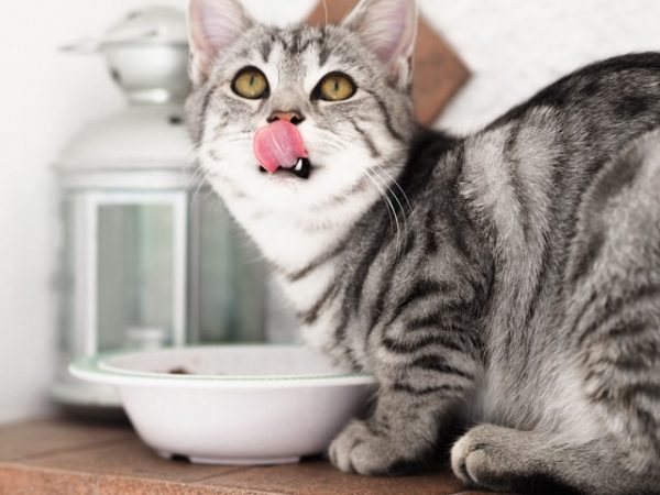 gato comiendo del tazón lamiendo la lengua comida casera para gatos sopa de pollo