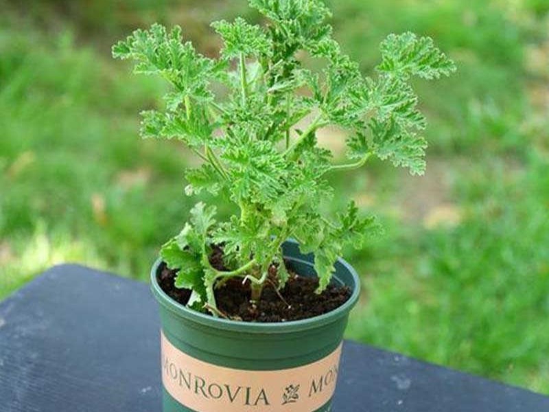 citronella plant natural mosquito repellent