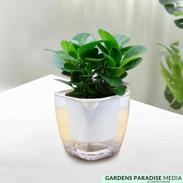 Transparent Self Watering Plant Pot