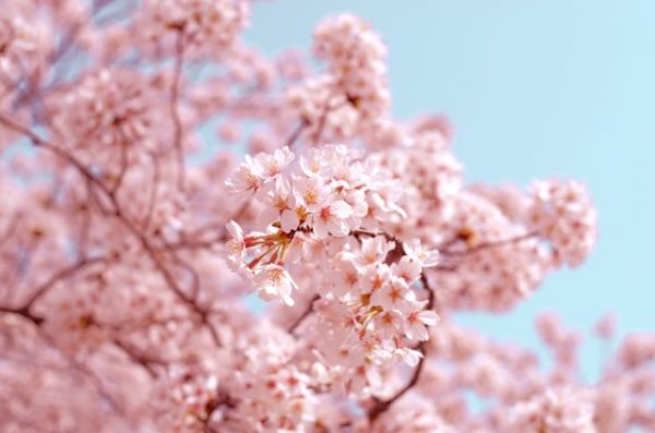 cherry blossoms sakura collection 2022