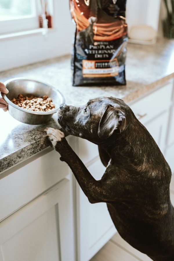 dried dog food best dog foods