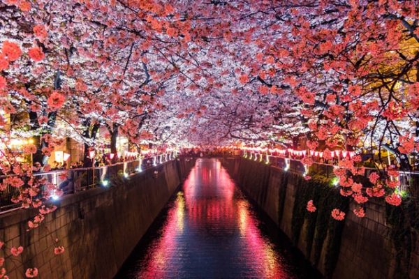 cherry blossoms japan sakura night view river