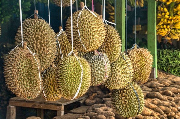 D1 types of durians in singapore