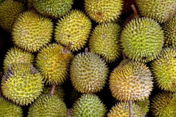 D13 types of durians in singapore