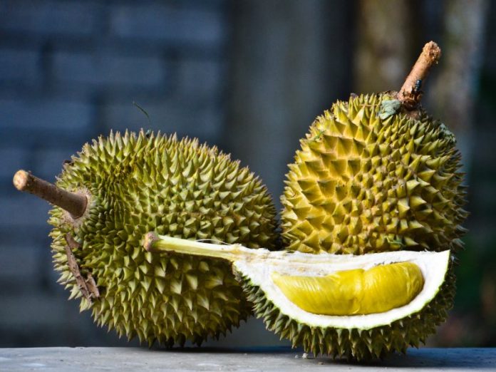 featured image different types of durians