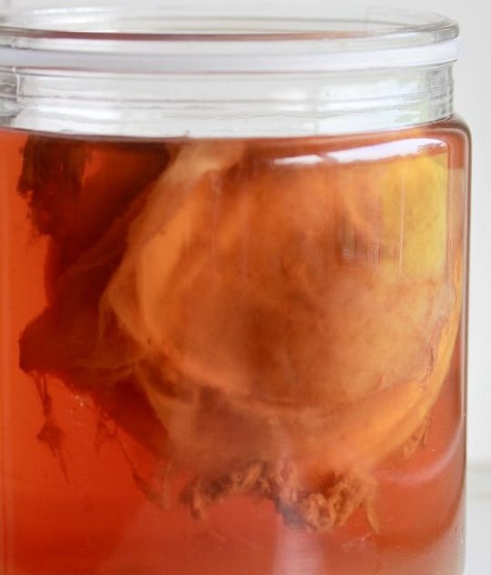 benefits of kombucha how to feed your scoby
