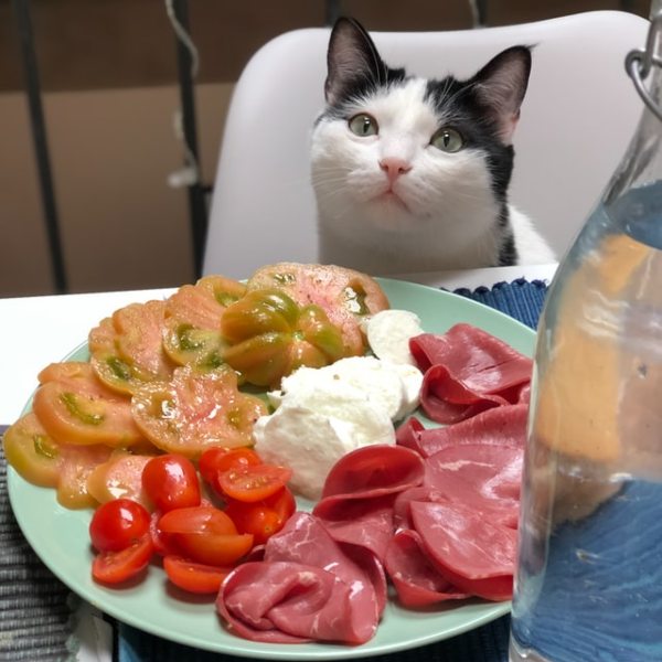 black white cat breakfast ham egg tomatoes