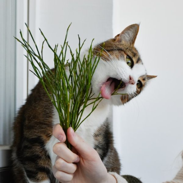 cat eating greens grass vegetables