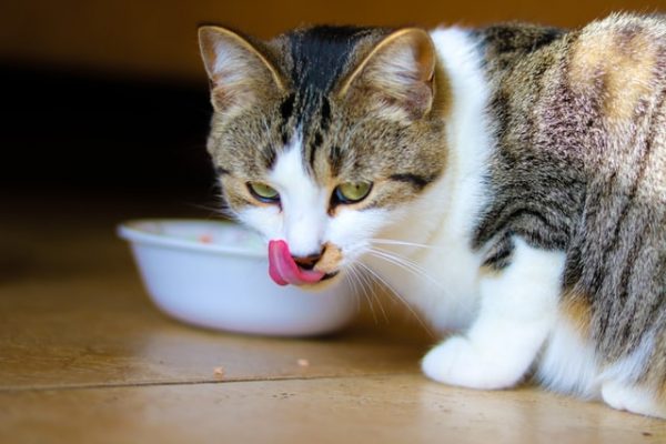 homemade cat food for arthritis