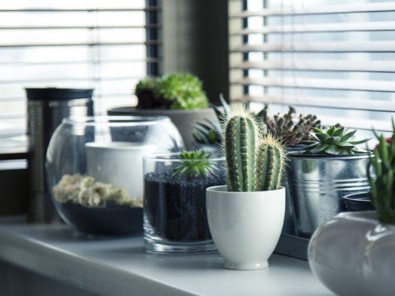 best indoor plants home office decor air plants cactus succulents