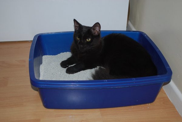 black cat in litter box