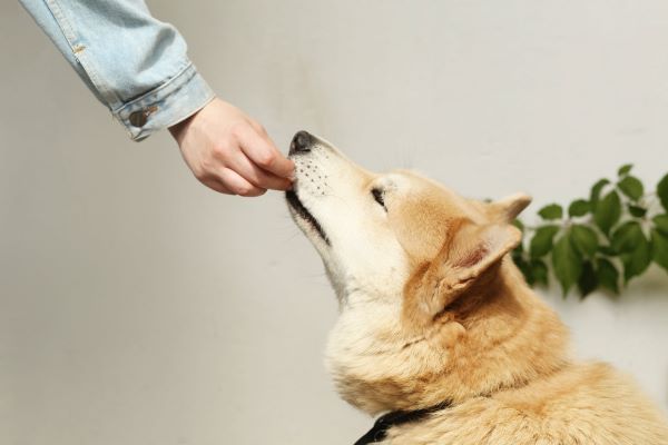 7 Homemade Dog Food Recipes To Treat Your Furkids