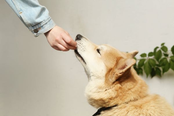 feeding a dog