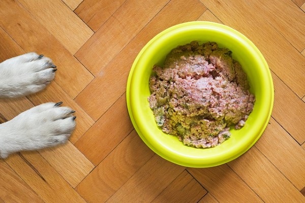 homemade dog food recipe