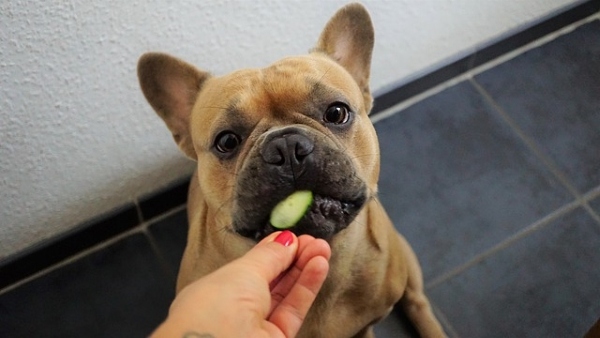 feeding a french bulldog 