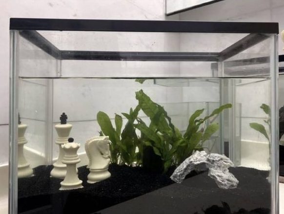 fish tank with chess pieces