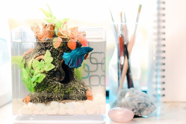 colourful fish tank with plants, wood and a blue colored fish 