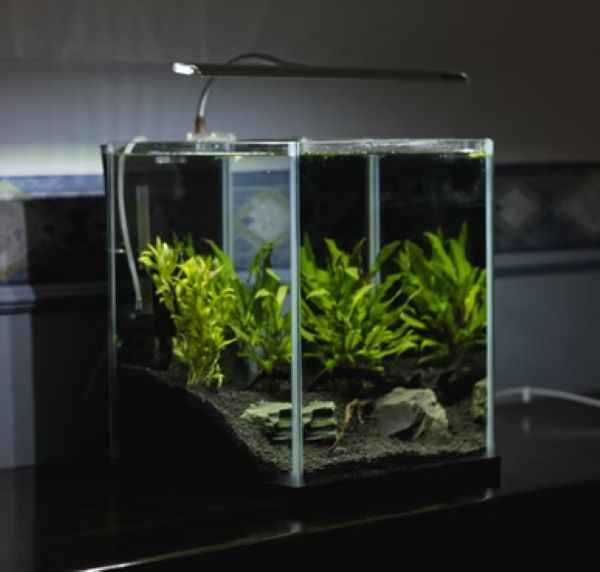 fish tank with live plants and lighting 