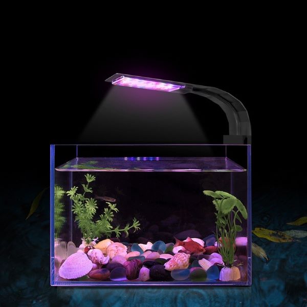 fish tank illuminated by lighting