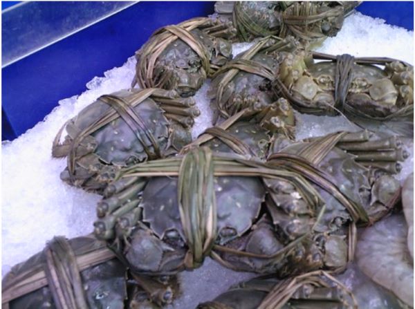 live hairy crabs tied with a string
