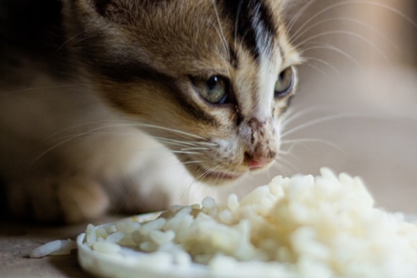 homemade cat food recipe porridge grains