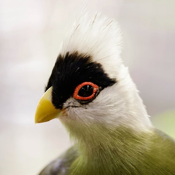 jurong bird park