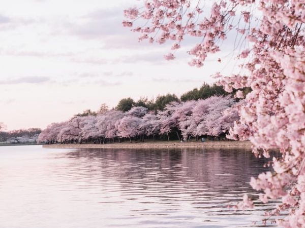 cherry blossom season river