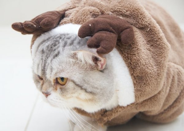 cat in costume brown