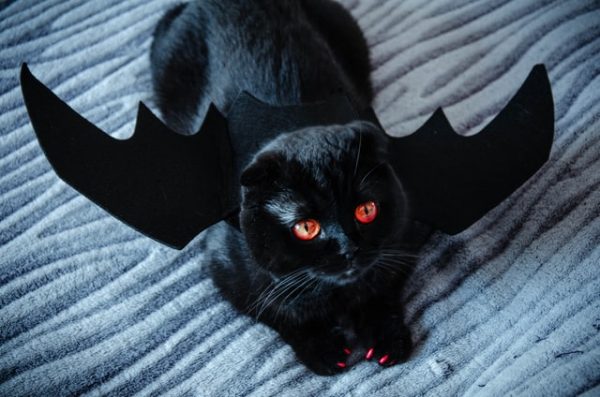 black cat bat wings costume