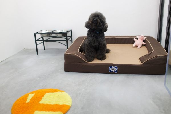 Petpause best dog boarding singapore
