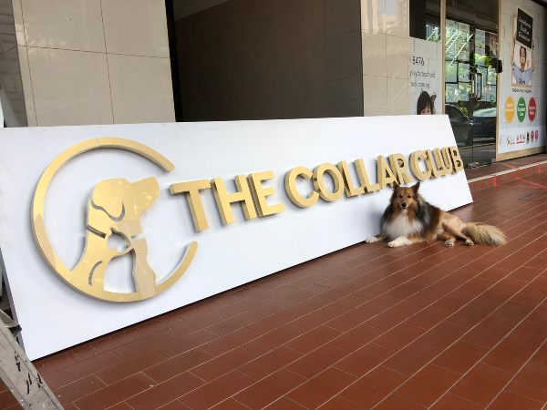 The Collar Club best dog boarding singapore