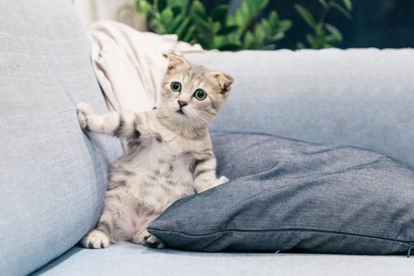 cute cat on sofa looking confused