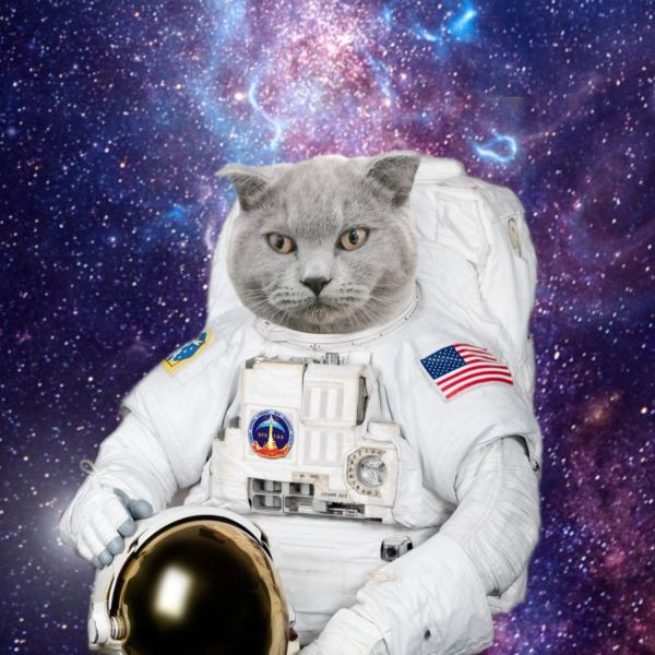 cat photoshopped with space suit