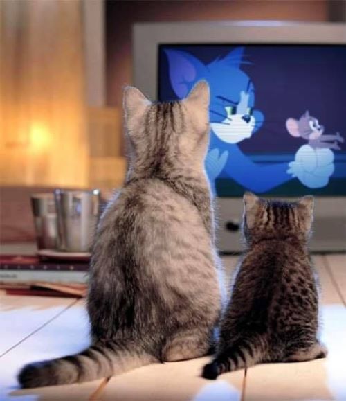 cats watching tv at catopia best cat boarding services singapore