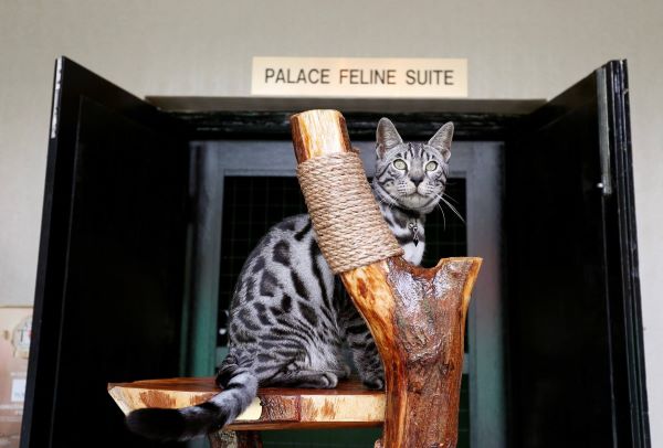 cat resting on cat condo shaped like a tree branch at palace feline suit at the wagingtan best cat boarding services singapore