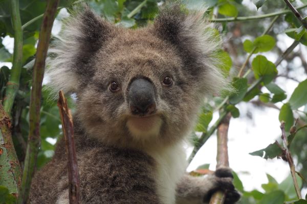 koala looking at camera