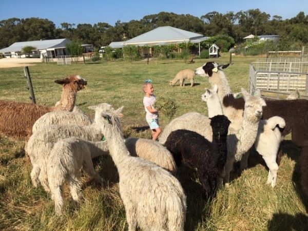 kids and alpacas at g.o.r.g.e chocolates