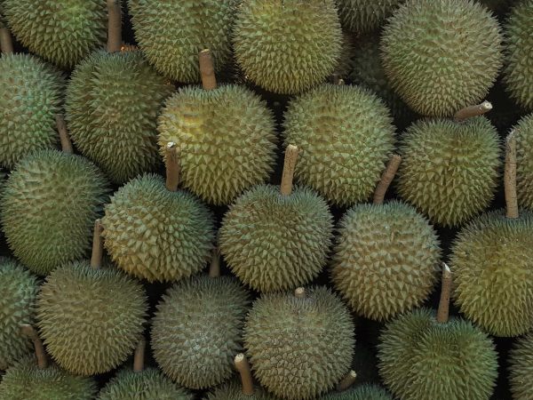 just durian