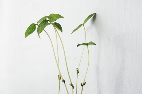 growing green beans feng shui