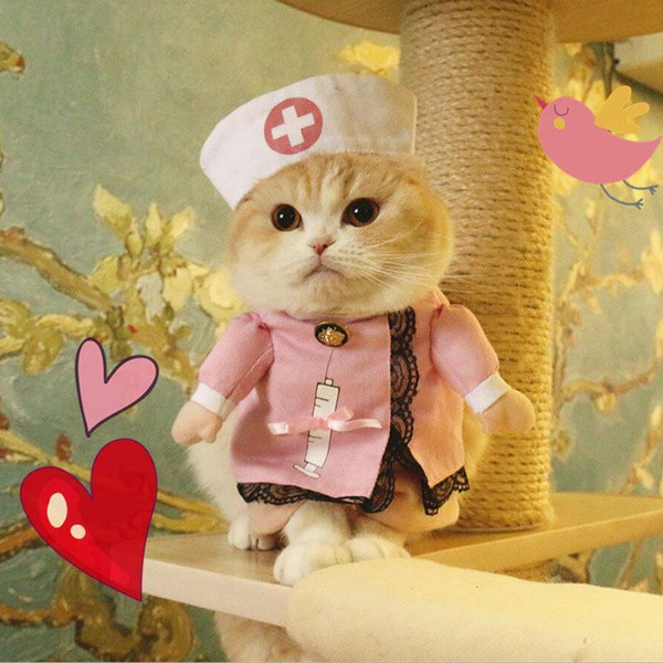 best halloween costume for pets Nurse Meow