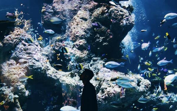 sea aquarium sentosa singapore