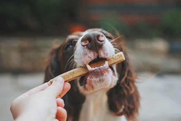Do dogs get bored of always having the same treats