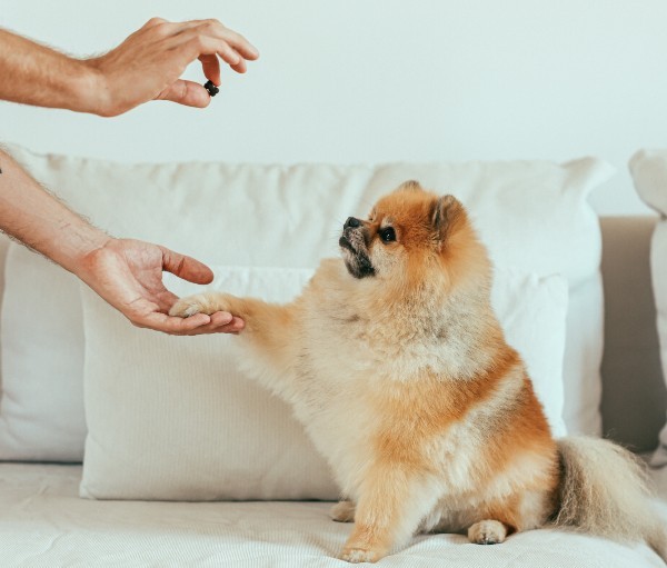 Should dogs get treats everyday