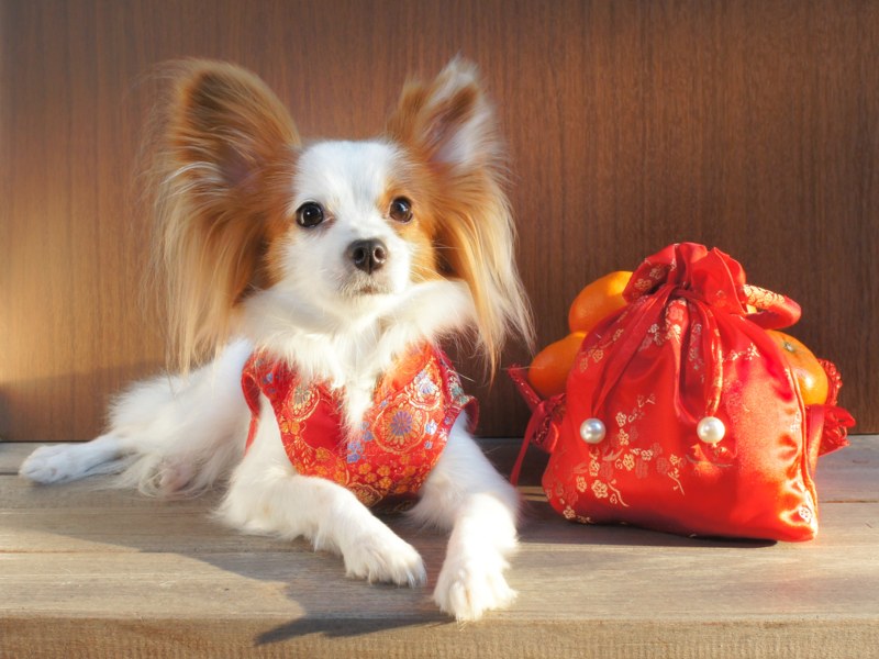 best chinese new year dog costumes